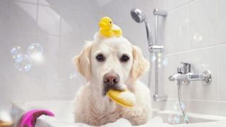 dog groomers in calgary Total Care Pet Grooming and Dog Training