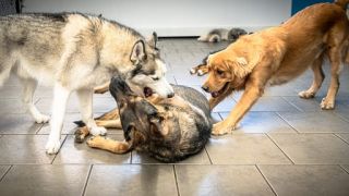 dog boarding kennels in calgary PAWS Dog Daycare