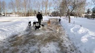 dog training classes calgary JC St-Louis, The Canine Behaviourist
