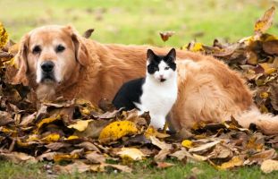 pet adoption places in calgary Calgary Pet Rehoming Services