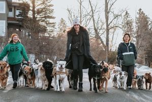 dog boarding kennels in calgary PAWS Dog Daycare
