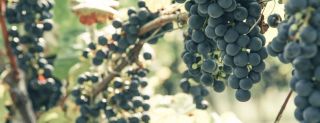 albarino wineries calgary Bricks Wine Company