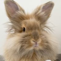 adopt rabbit calgary Calgary Humane Society