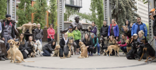 cat trainers in calgary Cultured Canines